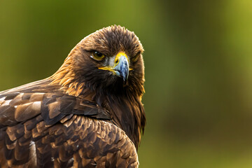 male golden eagle (Aquila chrysaetos) illuminated detail portrait