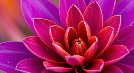 Fototapeta premium Vibrant Dahlia Bloom: A close-up shot showcases the exquisite beauty of a dahlia flower, with its layered petals in a rich gradient of pink and purple hues, capturing the essence of natural elegance.