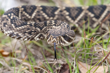 Eastern Diamondback Rattlesnake