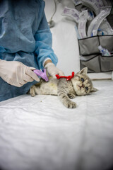 A veterinarian carefully brushes the fur of a small kitten. A veterinarian carefully places a homeless kitten on a table in a veterinary clinic, showing care and compassion for the small kitten.