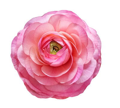 Pink Ranunculus Flower Head isolated on a transparent background. Top view shot, soft pink hues, perfect for botanical designs with clipping path.