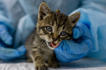 A veterinarian in blue gloves holds and examines a small homeless kitten with blue eyes. The veterinarian provides the necessary medical care and shows compassion to the homeless animal.