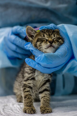 A blue-gloved veterinarian carefully examines a small, calm stray kitten using a microchip scanner. The veterinarian ensures that the little cat receives the proper medical care and support.