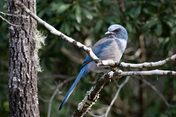 Florida Scrub Jay 
