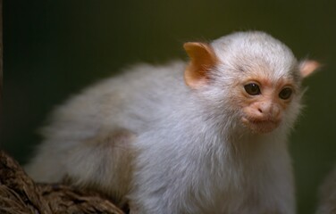 The Silvery Marmoset (Mico argentatus).