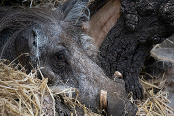 The Common Warthog (Phacochoerus africanus).