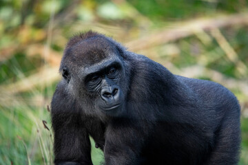 The Western Lowland Gorilla (Gorilla gorilla gorilla).
