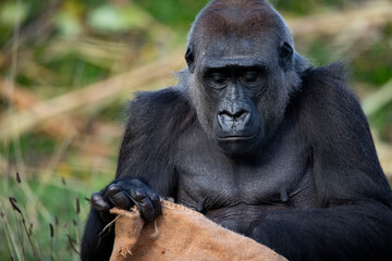 The Western Lowland Gorilla (Gorilla gorilla gorilla).