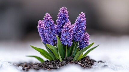 Fototapeta premium Purple hyacinths blooming in snow, spring garden