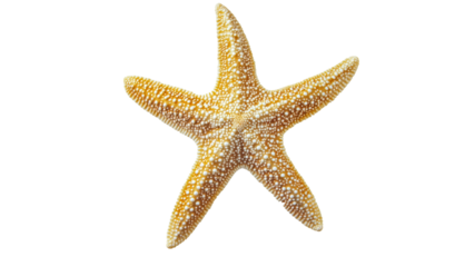 Colorful starfish on white backdrop