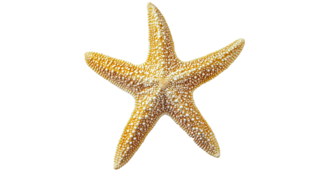 Colorful starfish on white backdrop
