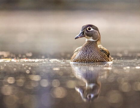 Female Wood Duck