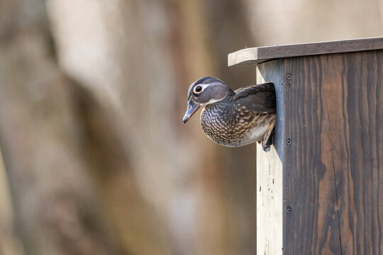 Female Wood Duck In Nest Box