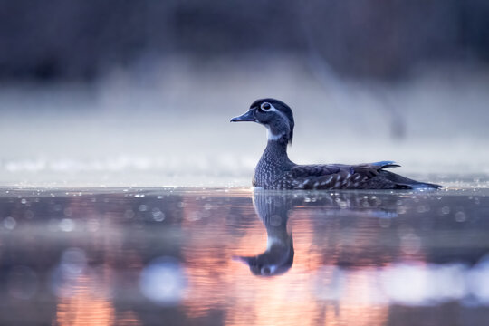 Female Wood Duck