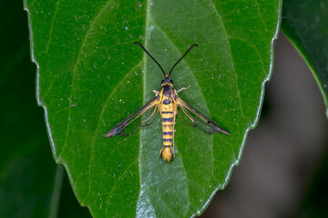 Clearwing Persimmon Borer (Paranthrenella chrysophanes) on Leaf - Wasp Mimic Moth