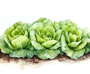 Fototapeta premium watercolor, realistic, detailed illustration of lettuce growing in a garden with a white background