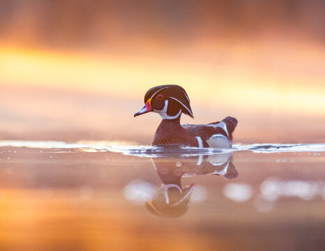 Male Wood Duck
