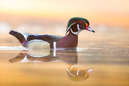 Male Wood Duck