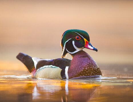Wood Duck