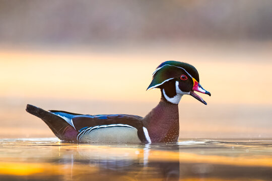 Male Wood Duck