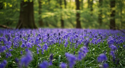Enchanting Bluebell Meadow Bathed in Soft Forest Light Serenity