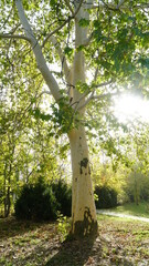 The trunk, bark, leaves and fruits of Platanus occidentalis, also known as the American, London plane tree. Bark of the sycamore tree. Maple. Sycamore. Different colors of the tree trunk. Platan. n