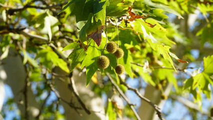 The trunk, bark, leaves and fruits of Platanus occidentalis, also known as the American, London plane tree. Bark of the sycamore tree. Maple. Sycamore. Different colors of the tree trunk. Platan. n