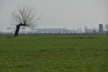 Paesaggio della Pianura Padana con gelsi, canne, strade di campagna, alberi, Alessandria, Bosco...