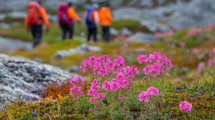 Obraz premium Cluster of Moss Campion flowers growing along a mountain trail, with hikers in the background admiring the alpine scenery.