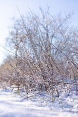 Snow-covered trees in the steppe. Wildlife in winter. Snow on the trees