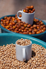 Jugo Beans or Ditloo bean legume thrives in sub-Saharan Africa a warm tropical climate semiarid because it is resistant to high temperatures and suitable for marginal sandy soils