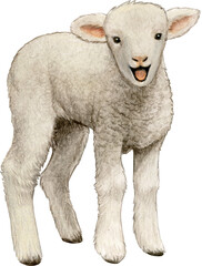 Watercolor realistic cute farm lamb
