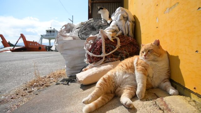 頭島の猫 （岡山県備前市, 2025年1月）
