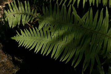 Caterpillar fern