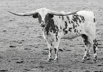 farm animals, cows with horns, long horns on a cow, bull horns, bovine with horns, agriculture,  livestock, cattle with horns