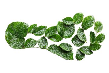 Leafy footprint in a creative design