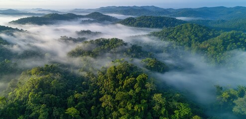 Lush rainforest landscape shrouded in mist at dawn with rolling hills and dense greenery