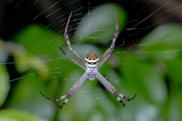 Saint Andrew’s Cross Spider (Argiope keyserlingi) on Web