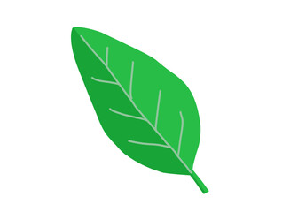 green leaf isolated on white background