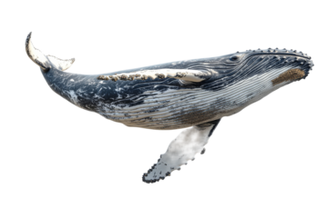 Humpback whale swimming gracefully in clear waters