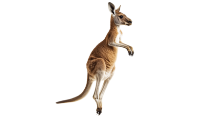 Kangaroo jumping against a white background