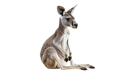 Fototapeta premium Kangaroo sitting calmly in a light background