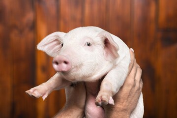Cute small pink Pigs on farm