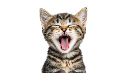 Happy kitten yawning in bright studio light