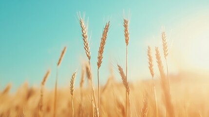 Ripe golden wheat stalks are swaying gently in the breeze under a clear turquoise sky, illuminated by the warm glow of the setting sun, creating a serene and picturesque agricultural landscape