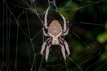 Garden Orb-Weaver (Hortophora sp.) in Web