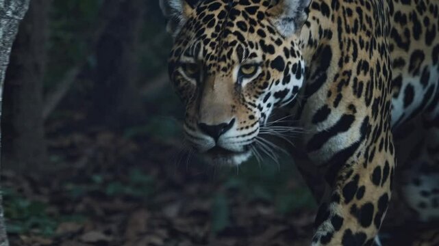 A jaguar prowls through a misty jungle, captured in a low-angle shot, creating a dramatic and intense wildlife video scene.