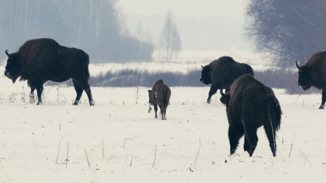 European Bison Peeing in Snowy Field in Belarus