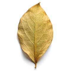 Dried Leaf, Single, Isolated, White Background