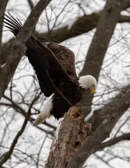 bald eagle in the tree